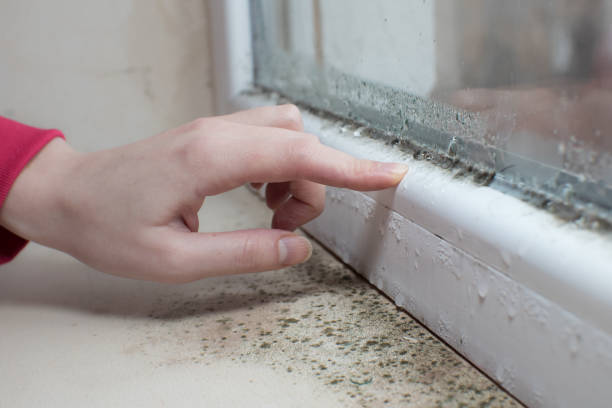 Best Water Damage & Mold Remediation  in Kachina Village, AZ